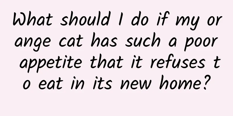What should I do if my orange cat has such a poor appetite that it refuses to eat in its new home?