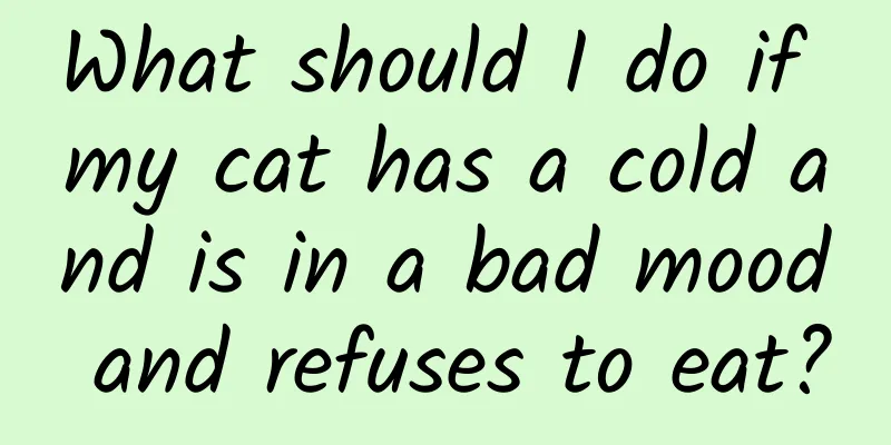 What should I do if my cat has a cold and is in a bad mood and refuses to eat?