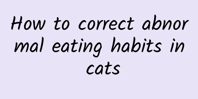 How to correct abnormal eating habits in cats