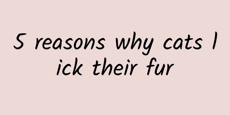 5 reasons why cats lick their fur