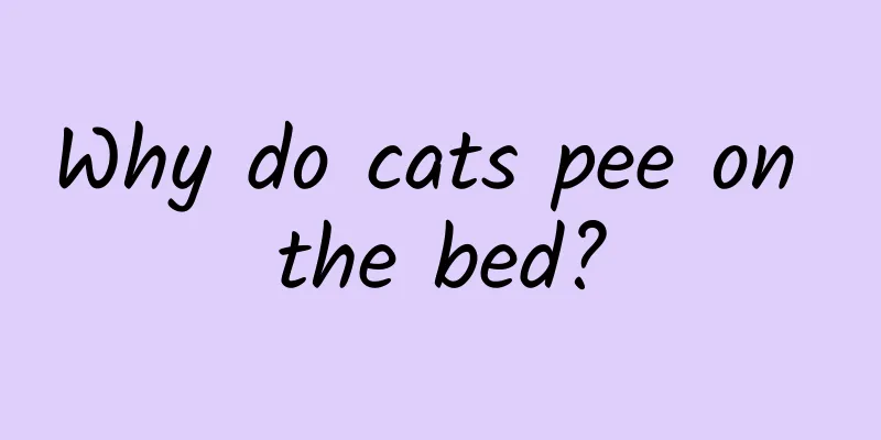 Why do cats pee on the bed?