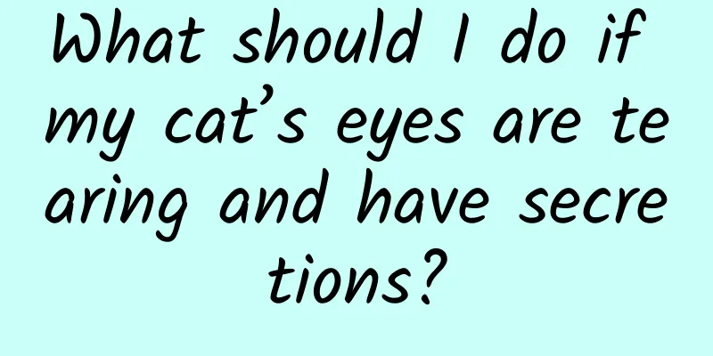 What should I do if my cat’s eyes are tearing and have secretions?