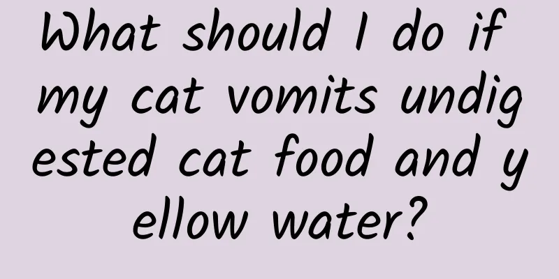 What should I do if my cat vomits undigested cat food and yellow water?