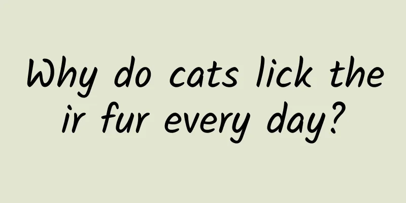 Why do cats lick their fur every day?