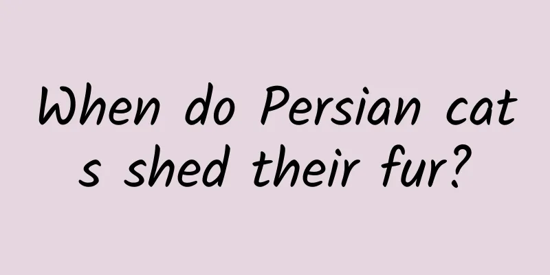 When do Persian cats shed their fur?