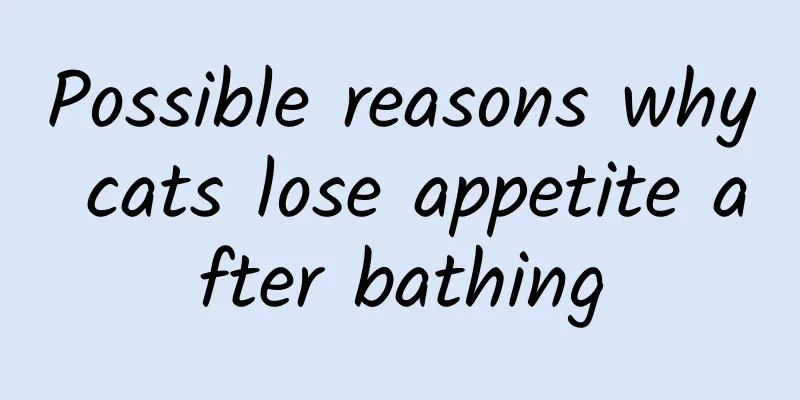 Possible reasons why cats lose appetite after bathing