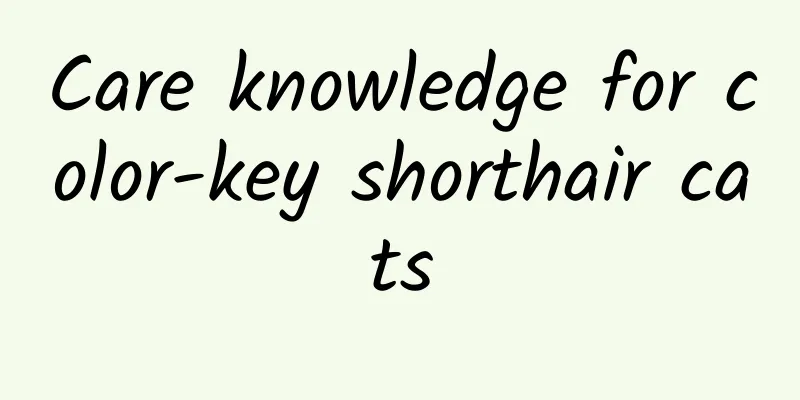 Care knowledge for color-key shorthair cats