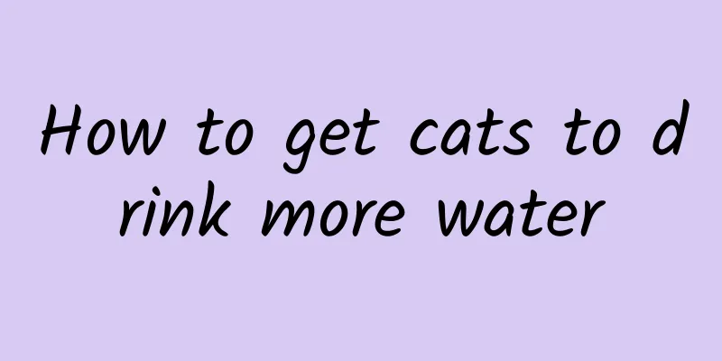 How to get cats to drink more water