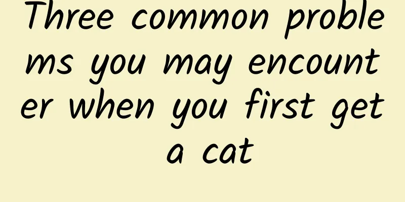Three common problems you may encounter when you first get a cat