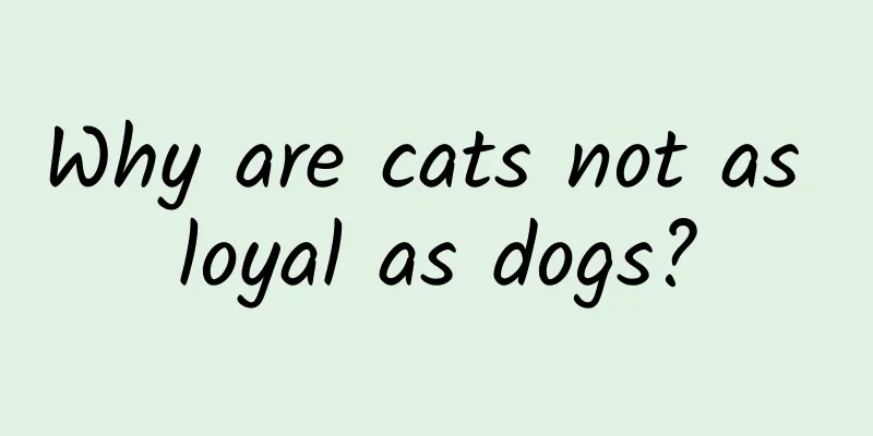 Why are cats not as loyal as dogs?