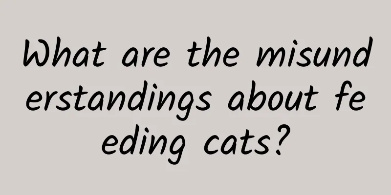 What are the misunderstandings about feeding cats?