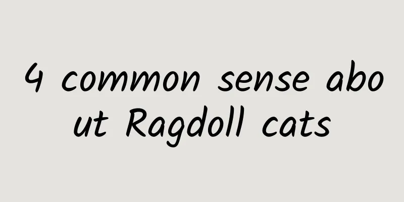 4 common sense about Ragdoll cats