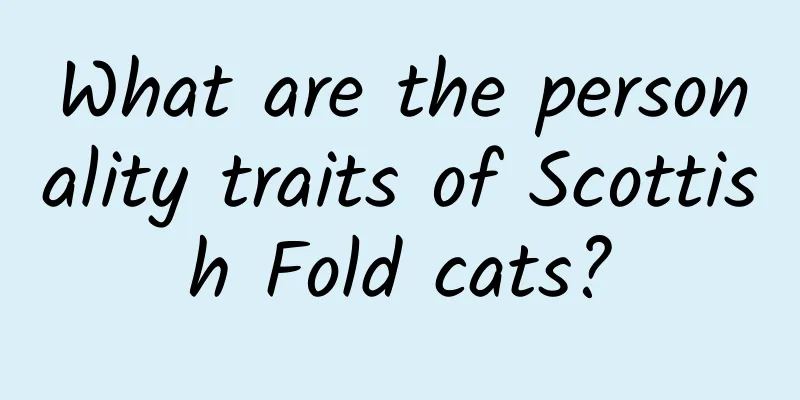What are the personality traits of Scottish Fold cats?