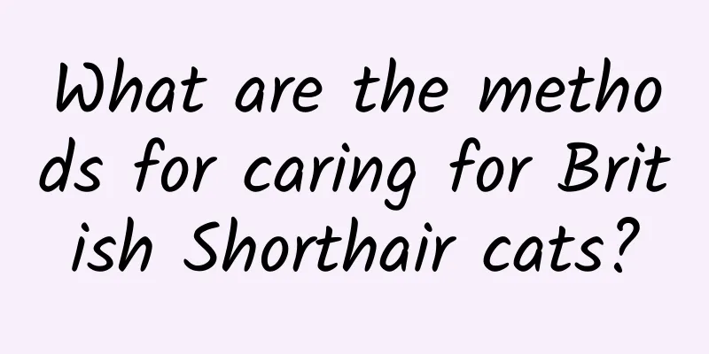 What are the methods for caring for British Shorthair cats?