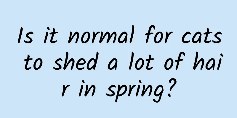 Is it normal for cats to shed a lot of hair in spring?