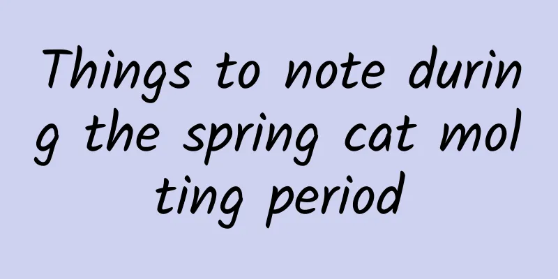 Things to note during the spring cat molting period