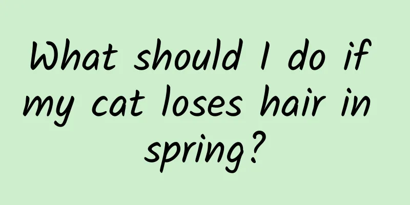 What should I do if my cat loses hair in spring?