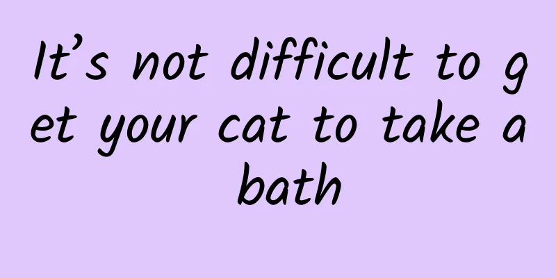 It’s not difficult to get your cat to take a bath