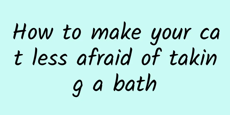 How to make your cat less afraid of taking a bath