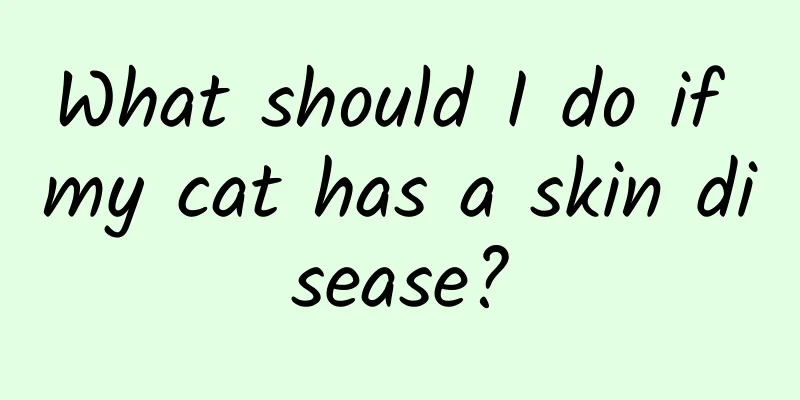 What should I do if my cat has a skin disease?