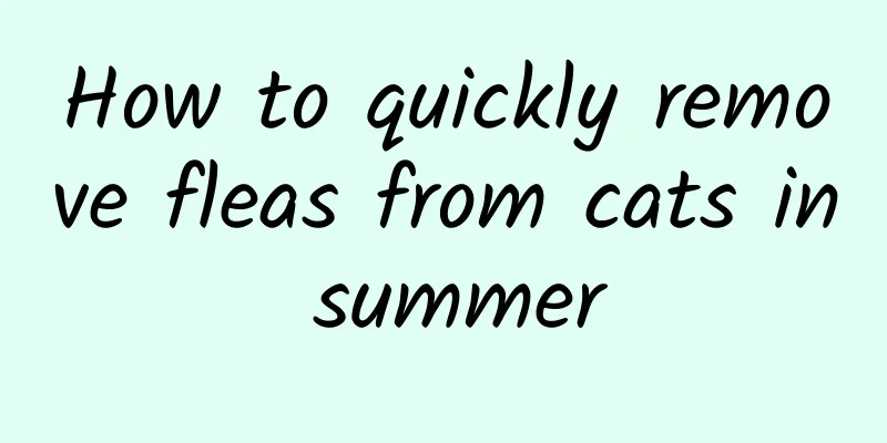 How to quickly remove fleas from cats in summer