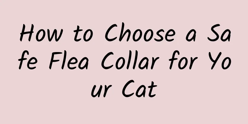 How to Choose a Safe Flea Collar for Your Cat