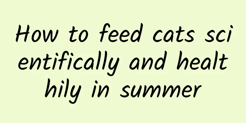 How to feed cats scientifically and healthily in summer