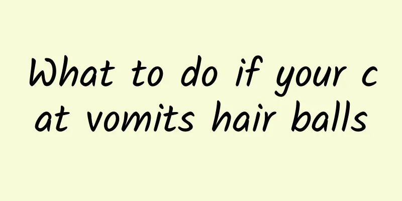 What to do if your cat vomits hair balls