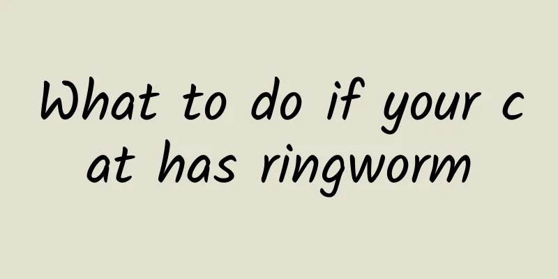 What to do if your cat has ringworm