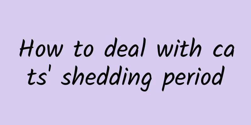 How to deal with cats' shedding period