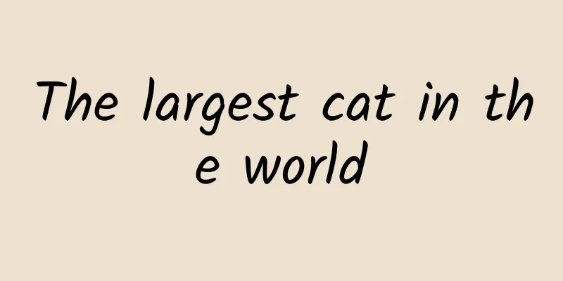 The largest cat in the world