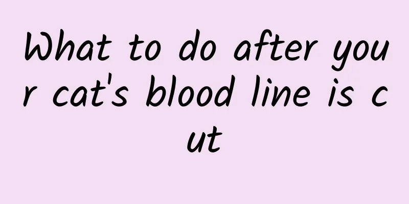 What to do after your cat's blood line is cut