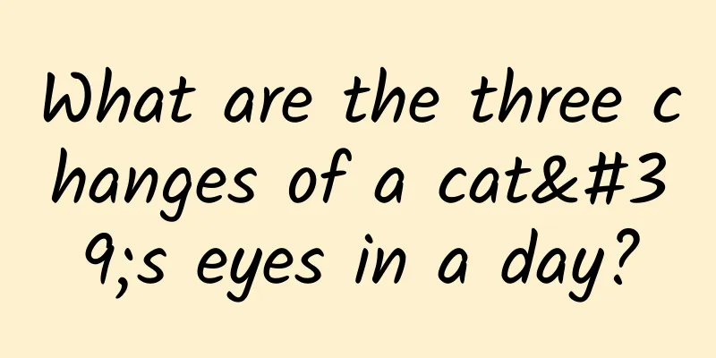 What are the three changes of a cat's eyes in a day?