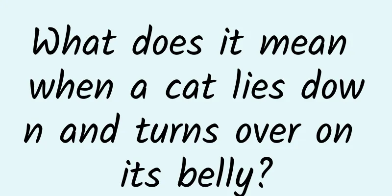 What does it mean when a cat lies down and turns over on its belly?