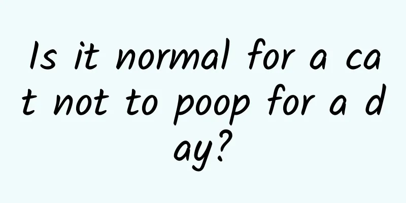 Is it normal for a cat not to poop for a day?