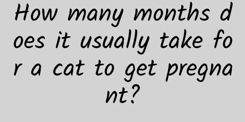 How many months does it usually take for a cat to get pregnant?