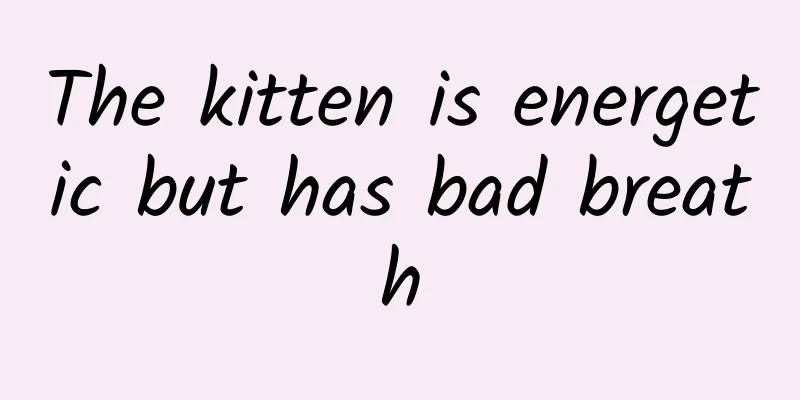 The kitten is energetic but has bad breath