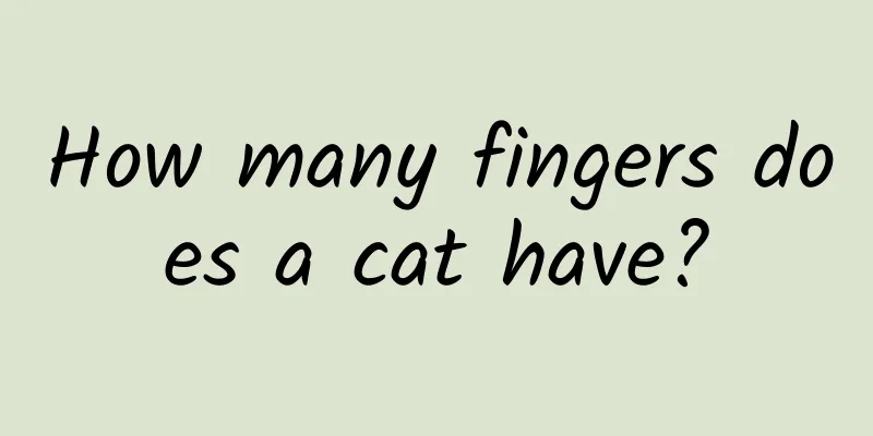 How many fingers does a cat have?