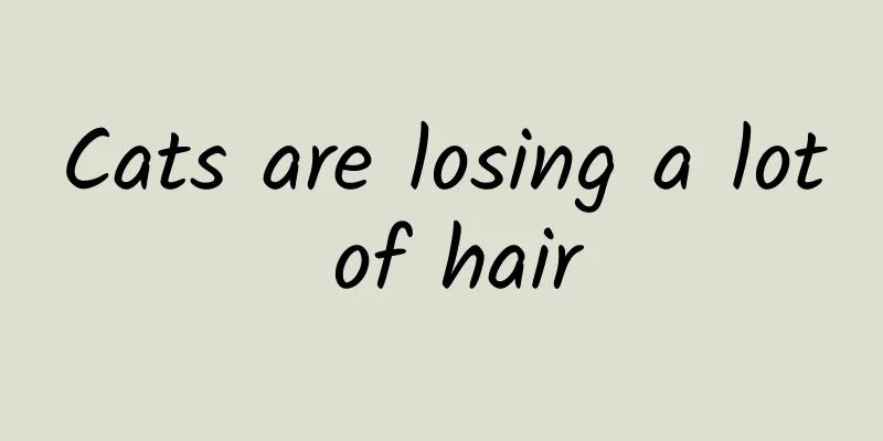 Cats are losing a lot of hair