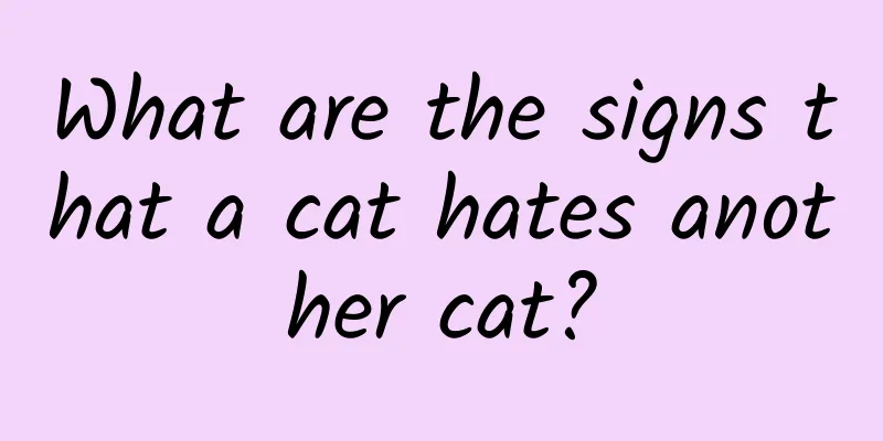 What are the signs that a cat hates another cat?