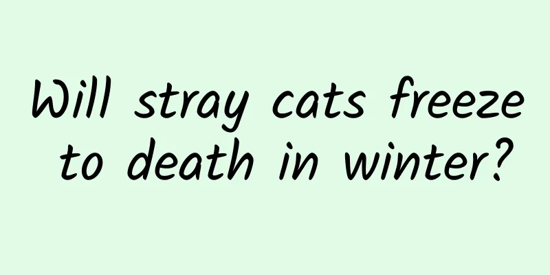Will stray cats freeze to death in winter?