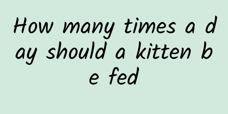 How many times a day should a kitten be fed