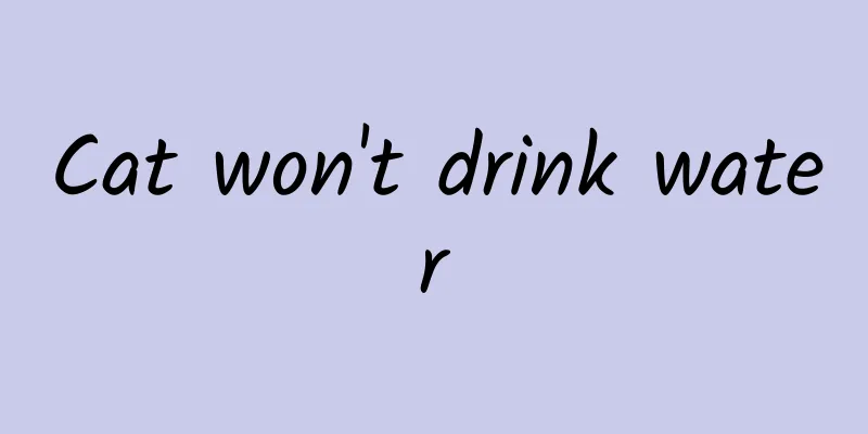 Cat won't drink water