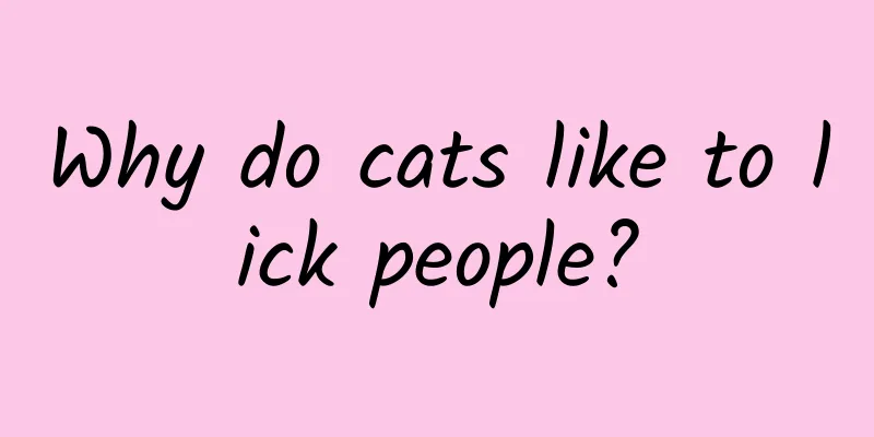 Why do cats like to lick people?