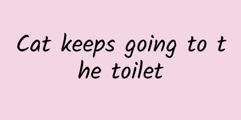 Cat keeps going to the toilet