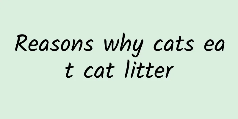 Reasons why cats eat cat litter
