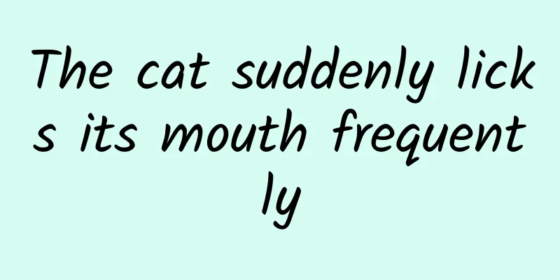 The cat suddenly licks its mouth frequently