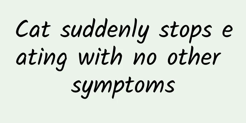 Cat suddenly stops eating with no other symptoms