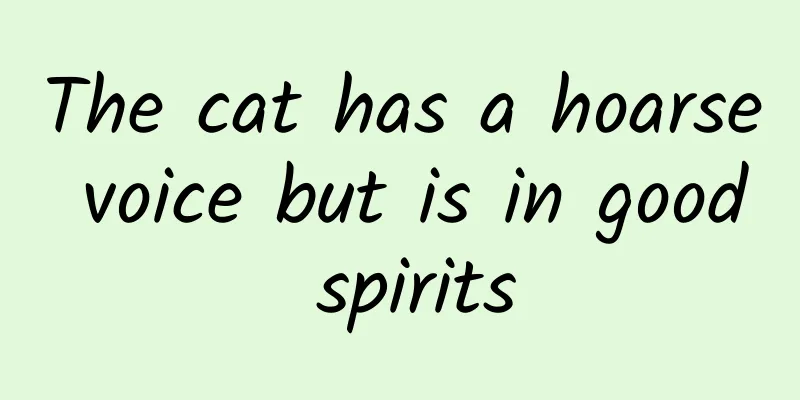 The cat has a hoarse voice but is in good spirits