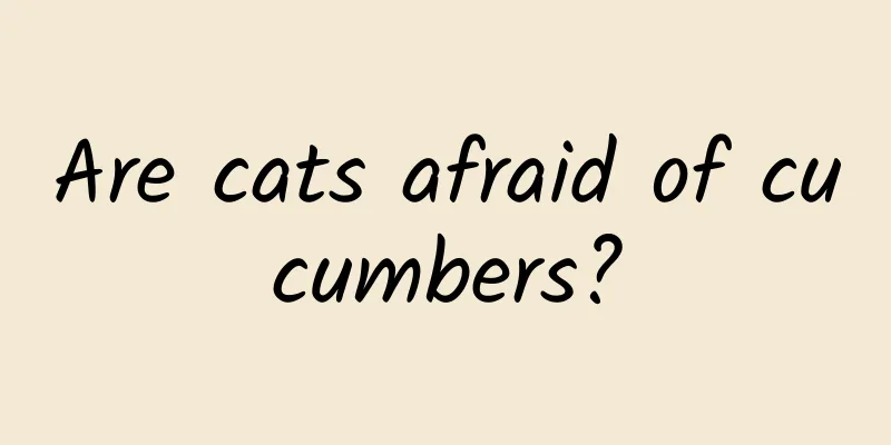 Are cats afraid of cucumbers?